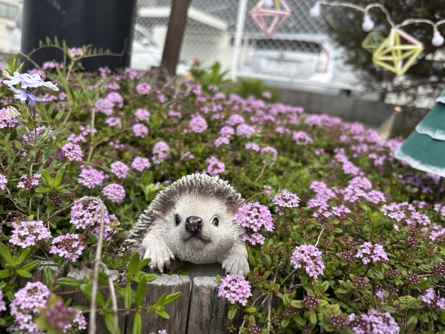 当園について